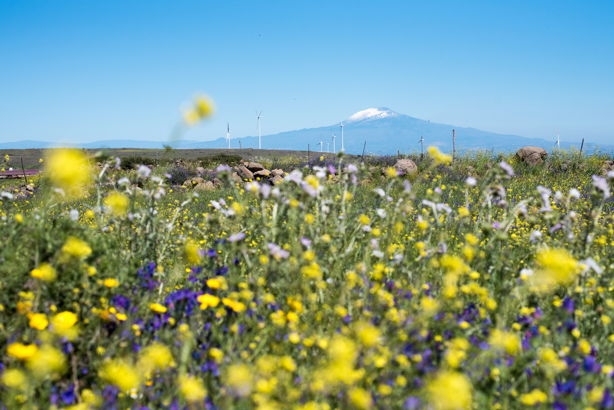 mount-etna-spring-flowers-sicily