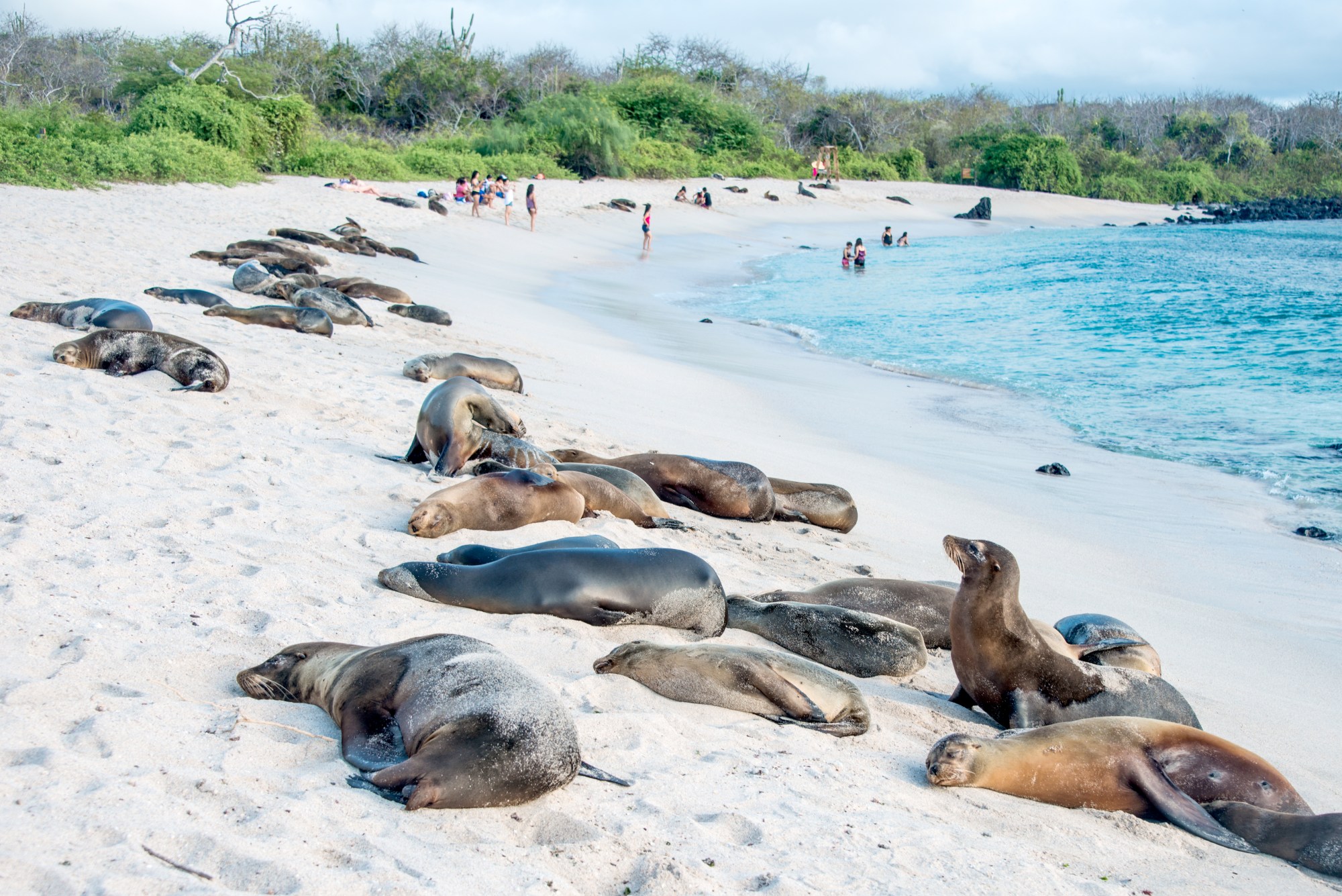 sea-lions-Galápagos