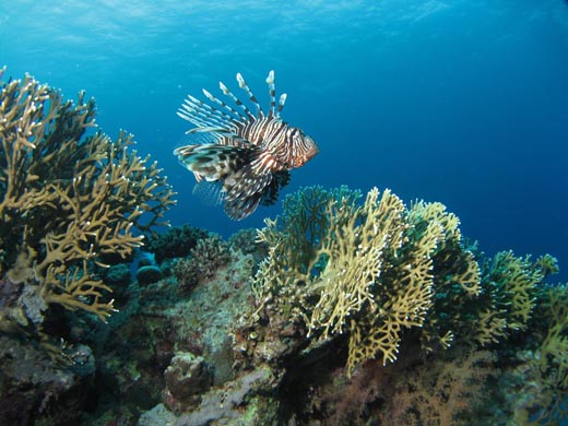 A lionfish in the Red Sea Egypt A lionfish in the Red Sea Egypt