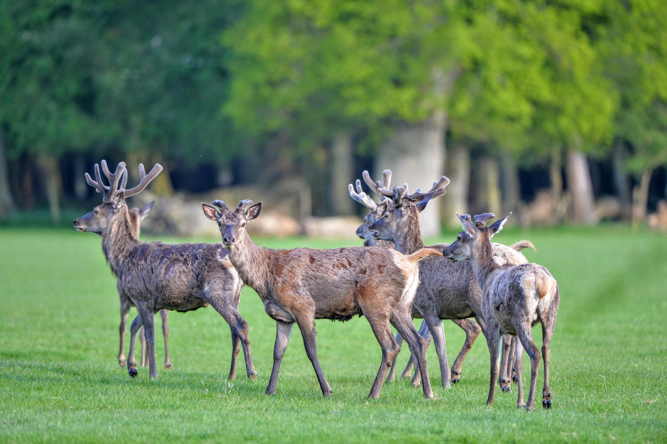deer-new-forest-national-park