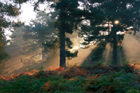 Cannock-Chase-Mist-Near-Sev