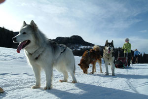 Dogs