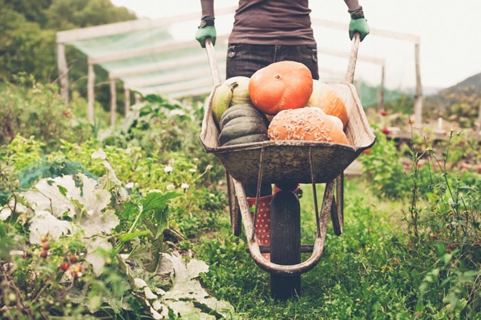 Growing Vegetables Garden Plant