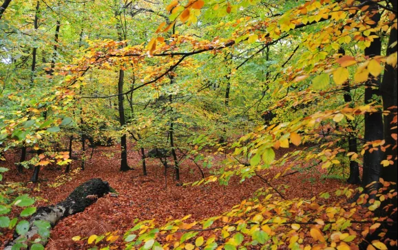 epping forest trees uk