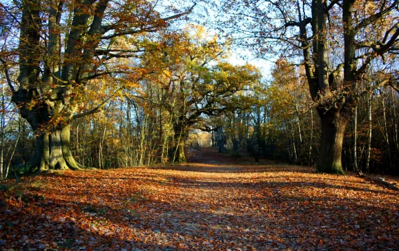 high beach epping forest uk