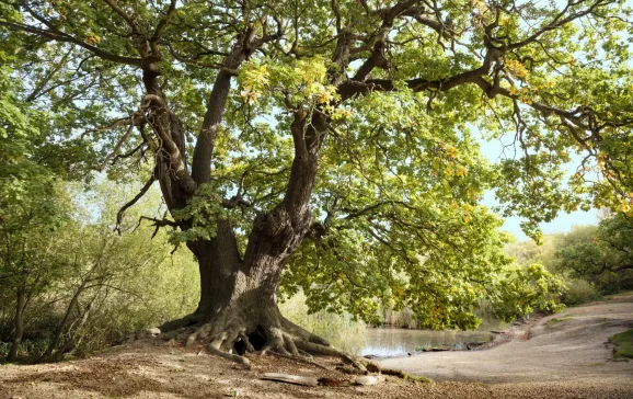 oak tree in epping forest uk