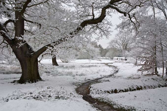 Epping Forest. Credit:iStock/HaydenBird