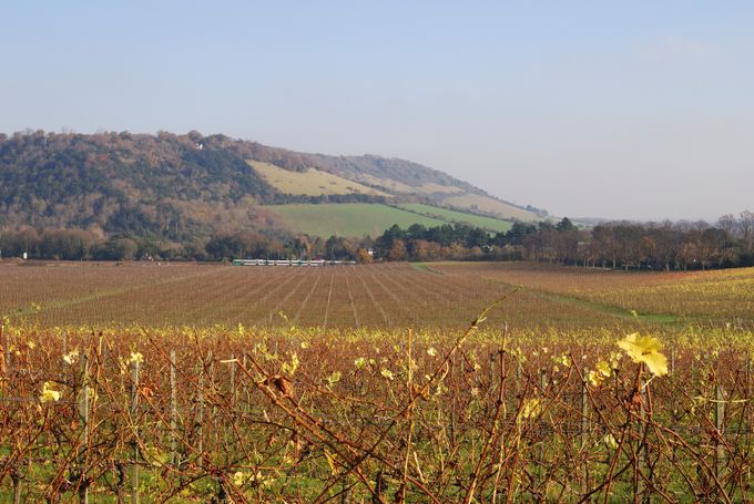 Surrey Vineyard Credit:iStock/Nickos