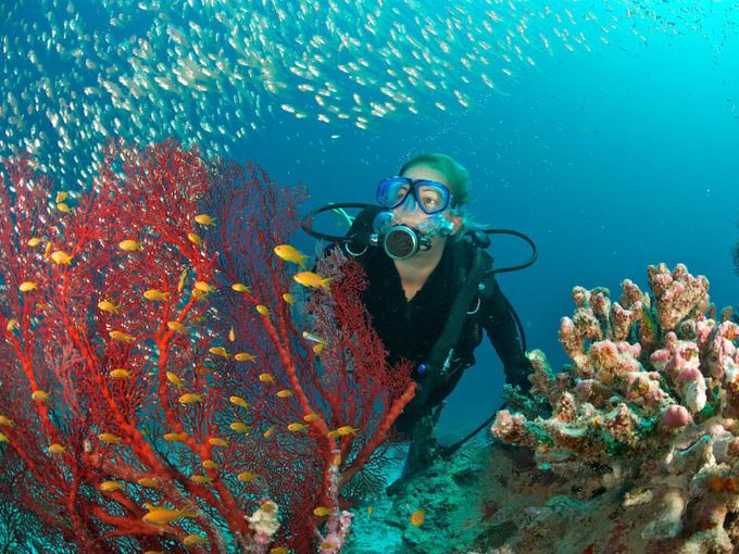 Marine Conservation Scuba Diving Fish Ocean