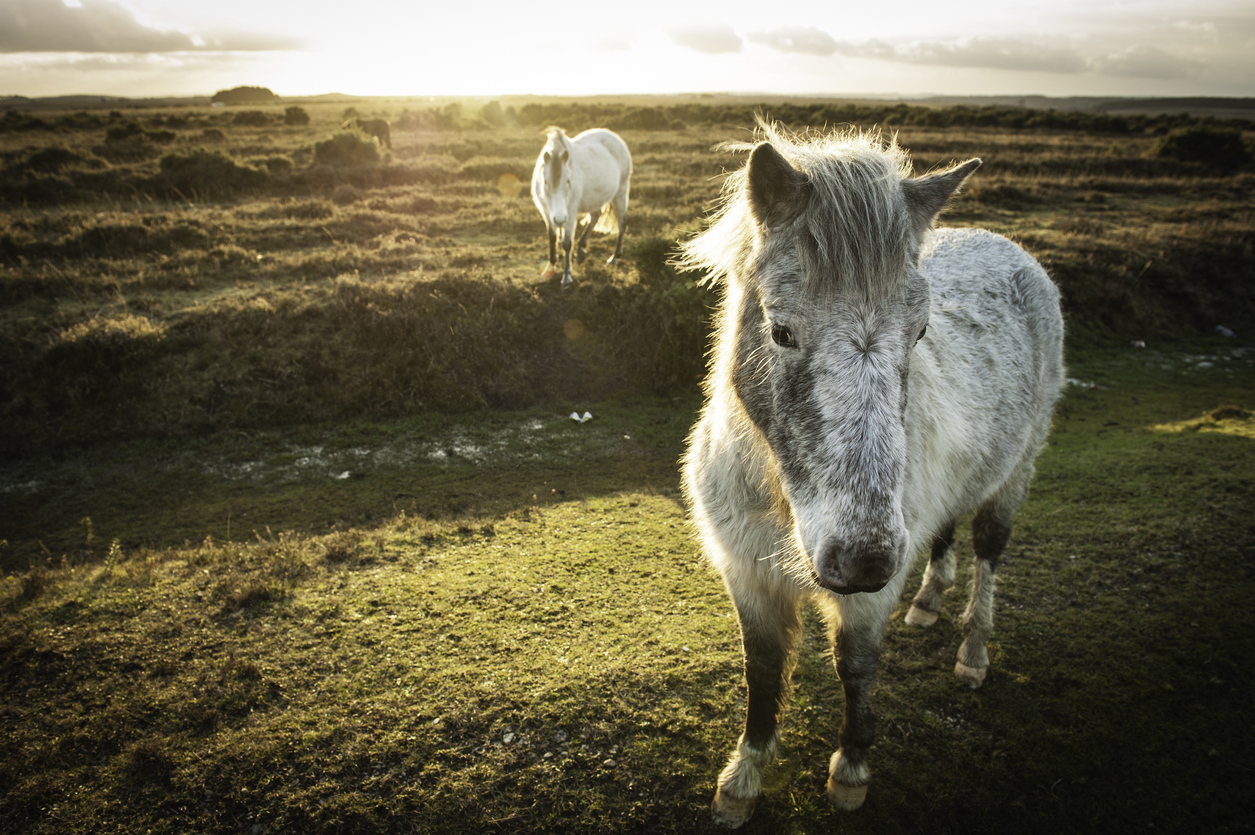 new forest national park ponies