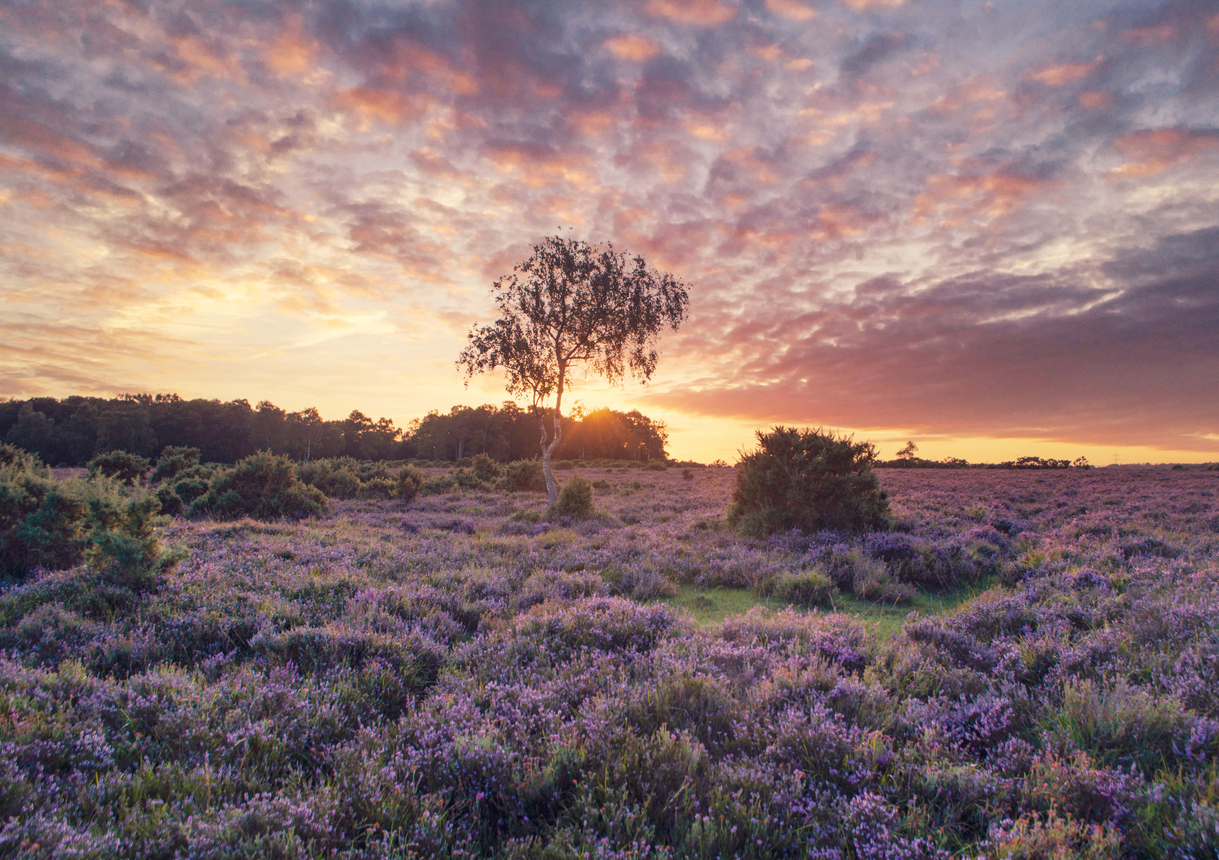 new-forest-national-park-sunset