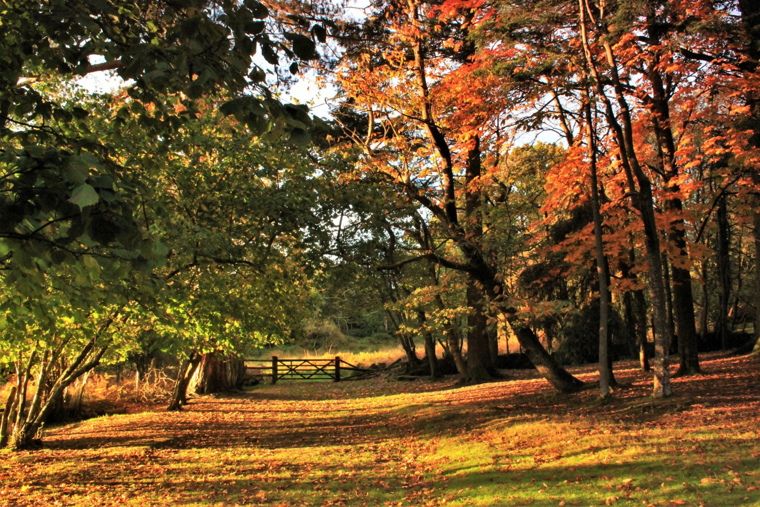 walking in the new forest uk credit istock karleenstevens