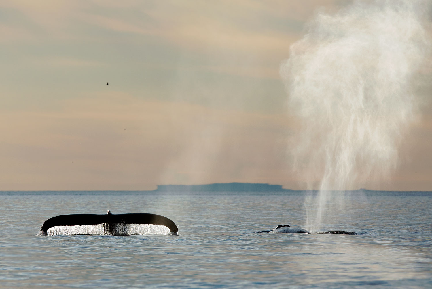 Whales-Climate-Change