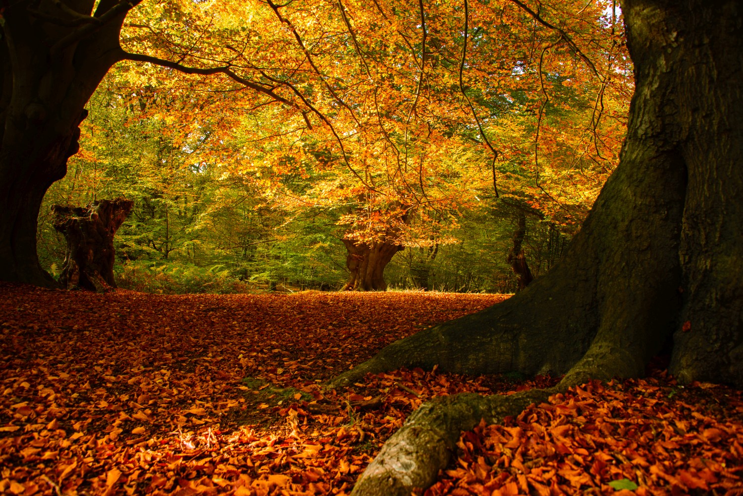 Autumn colours Epping Forest UK