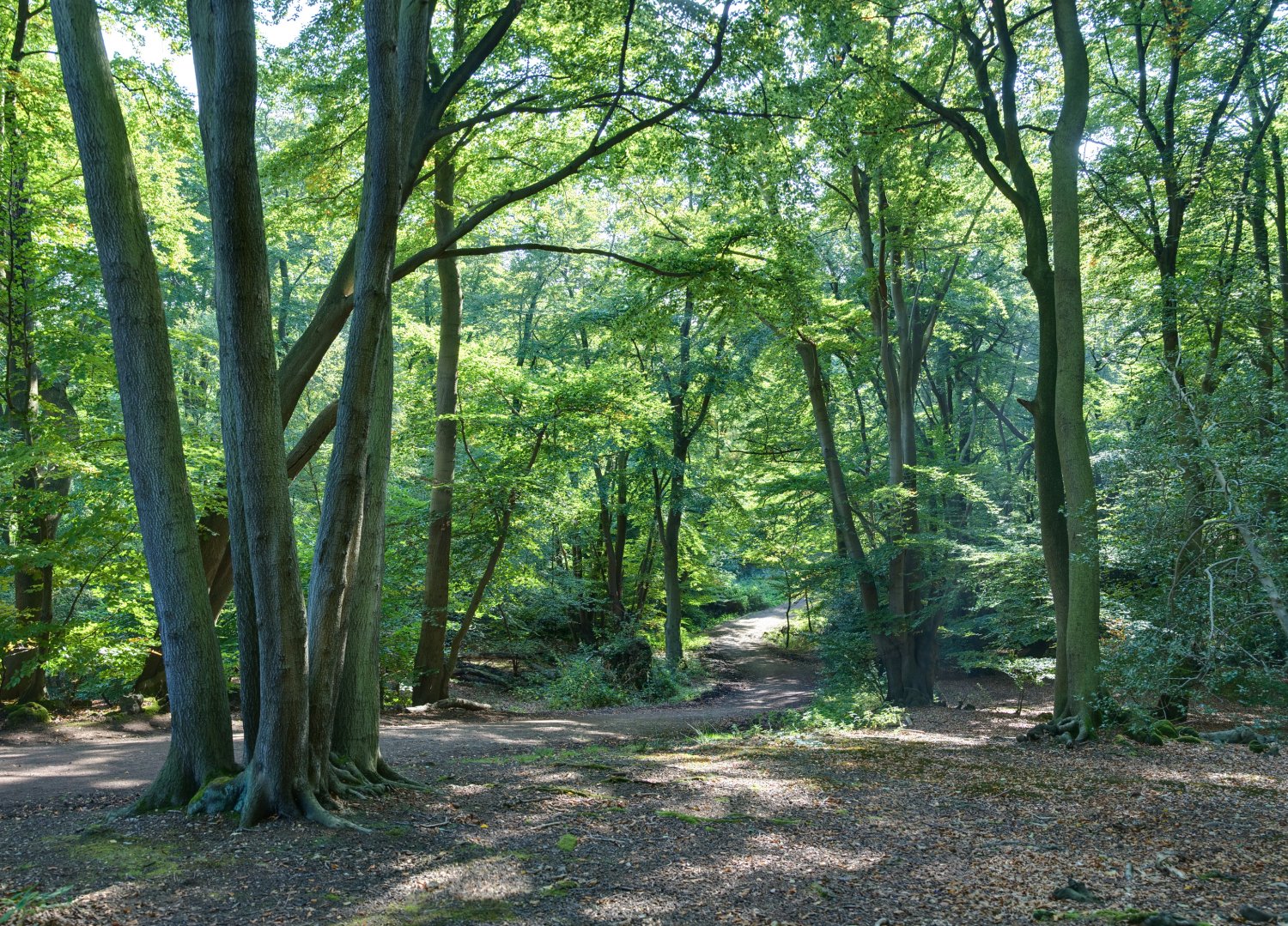 Epping Forest Centenary Trail UK CREDIT Diliff WikiCommons