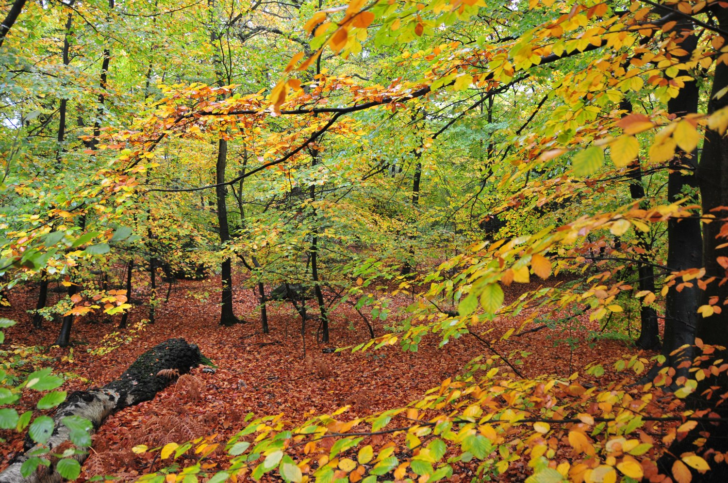 Epping Forest trees UK