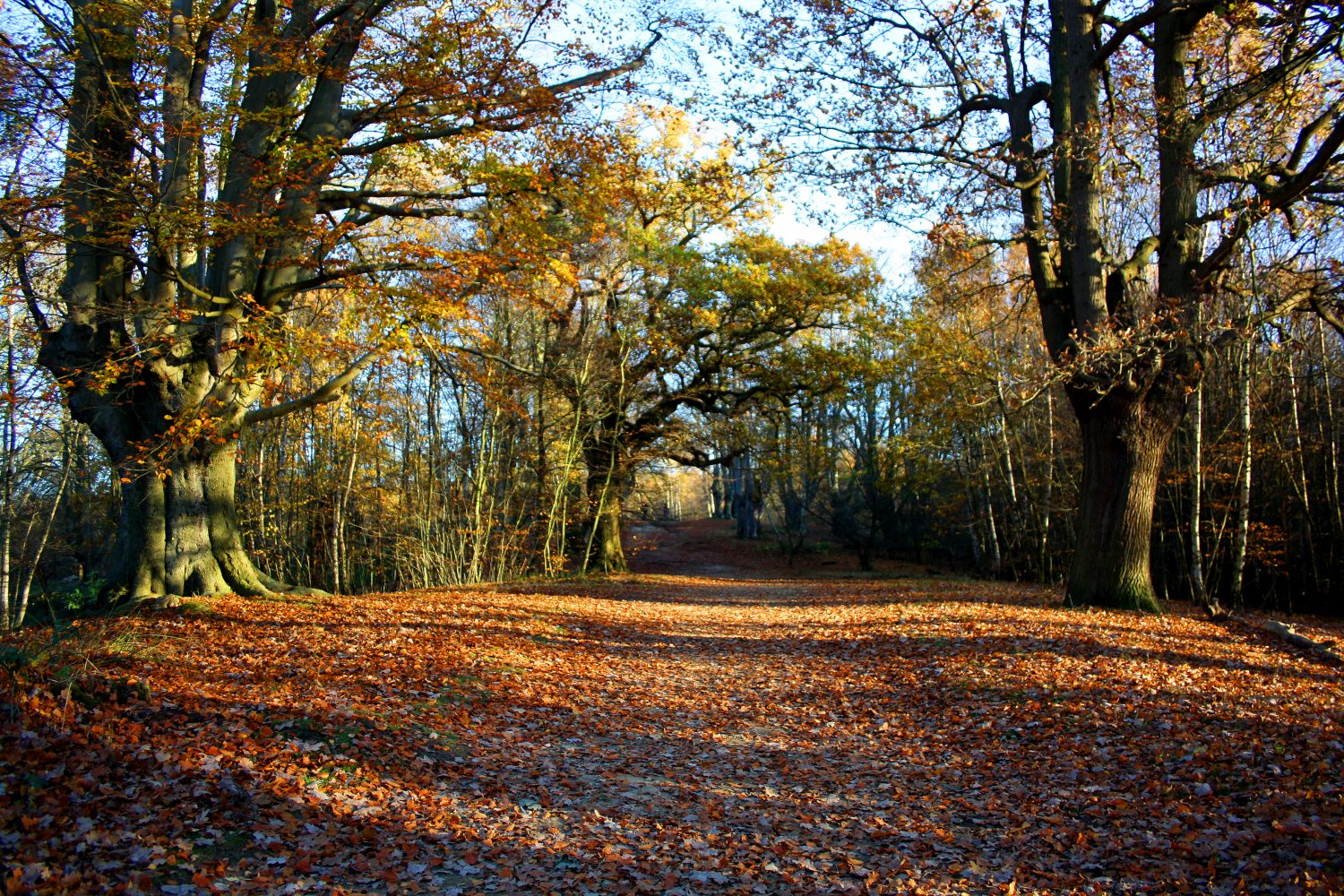 epping-forest-uk