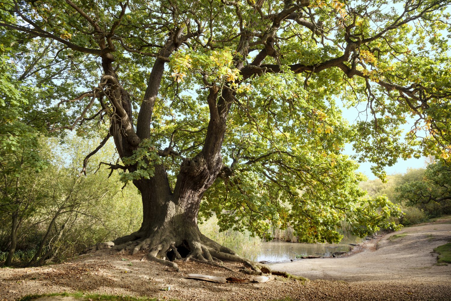 oak-tree-epping-forest-uk