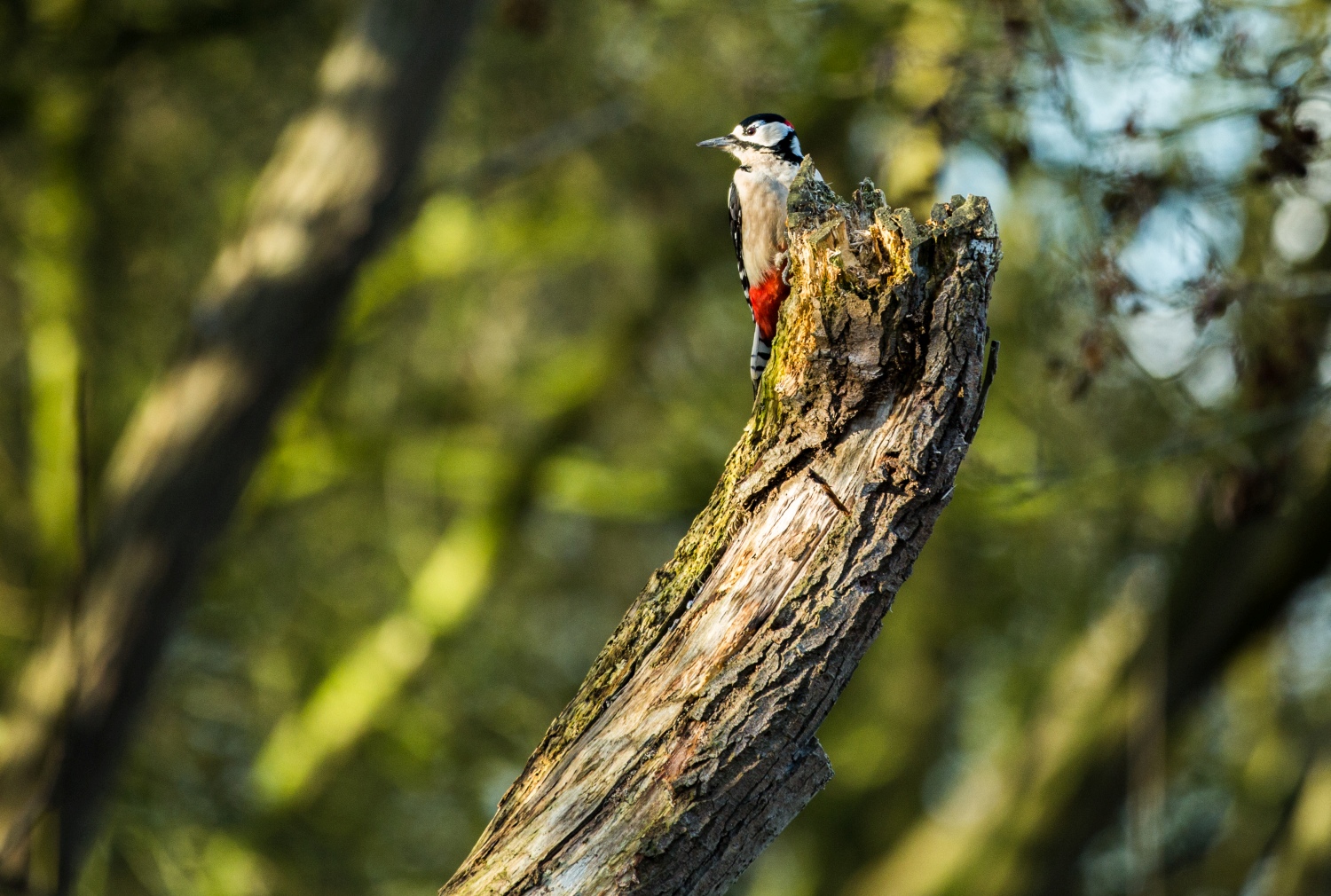 wildlife-epping-forest