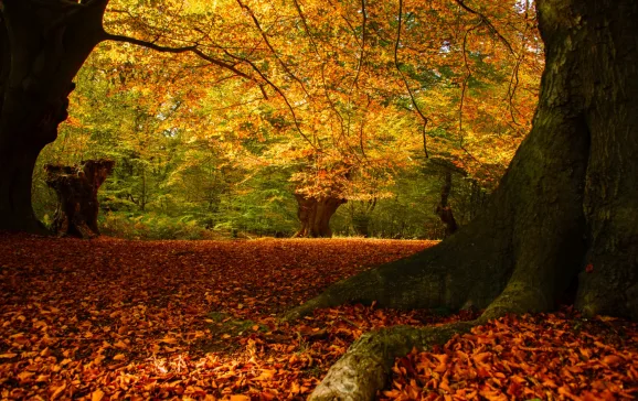 Autumn colours Epping Forest UK