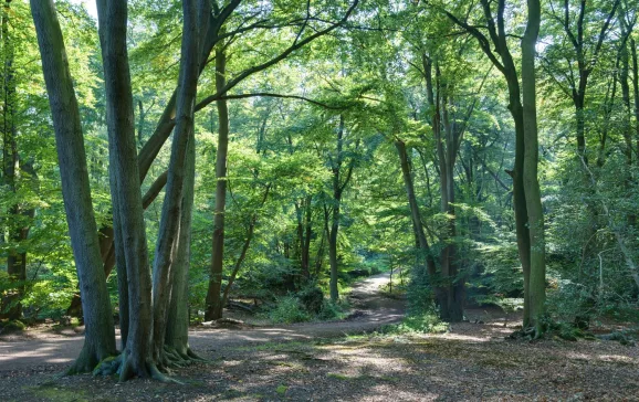 Epping Forest Centenary Trail UK CREDIT Diliff WikiCommons