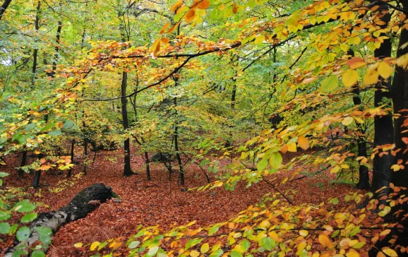 Epping Forest trees UK