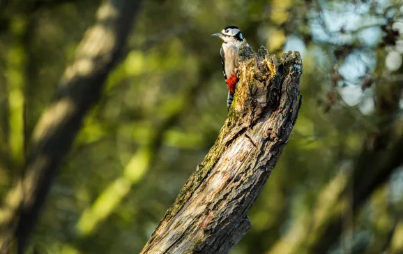 Wildlife Epping Forest UK