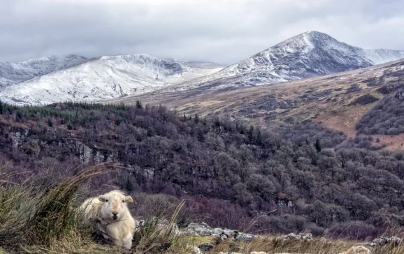 lower levels of moel siabod snowdonia