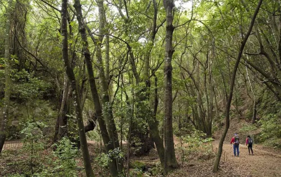 tenerife agua garcia walking route