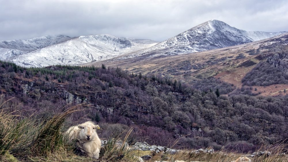 lower levels of moel siabod snowdonia