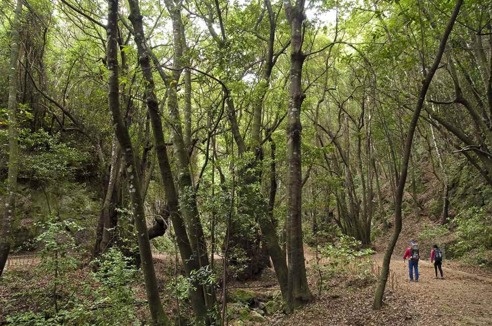 tenerife agua garcia walking route